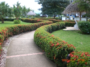 �p�i�}�̃��]�[�g