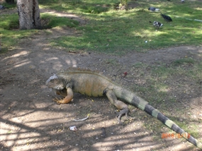 �G�N�A�h���@�T���^�@�G���i���A�L�j�ȑO�̗��j�A������Y�A����