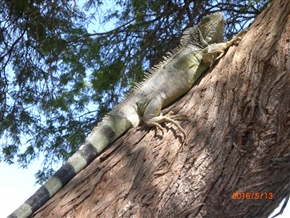 �G�N�A�h���̊C�ӂ̒��@�T���[�i�X�̗l�q