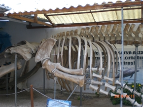 �G�N�A�h���@�T���^�@�G���i���@�T��-�i�X�S (Canton Salinas)