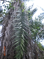 エクアドル、タグアの民芸品 地球にやさしい民芸品