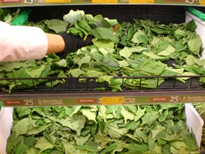 �G�N�A�h���A�ԓ��̍��̖�؁A�����̑�