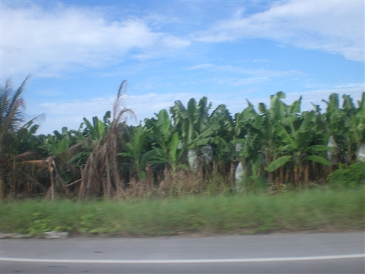 �G�N�A�h���@�T���^ �G���i���̊ό��ƃr�[�`