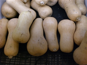 �G�N�A�h���A�ԓ��̍��̖�؁A�����̑�