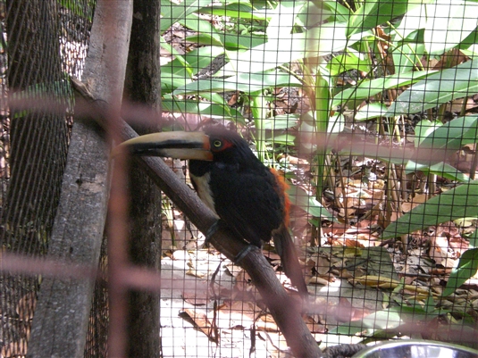 �O�A���L�[�� (Guayaquil) - �G�N�A�h���ő�̍`�p�s�s