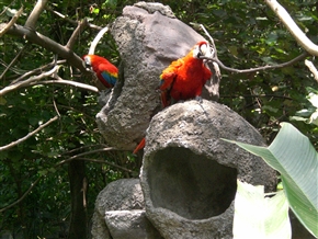 �O�A���L�[�� (Guayaquil) - �G�N�A�h���ő�̍`�p�s�s