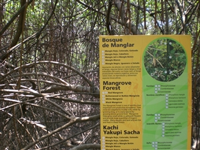 �O�A���L�[�� (Guayaquil) - �G�N�A�h���ő�̍`�p�s�s