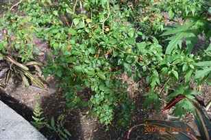 �G�N�A�h���A�ԓ��̍��̖�؁A�����̑�