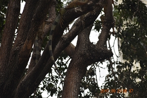 �O�A���L�[�� (Guayaquil) - �G�N�A�h���ő�̍`�p�s�s