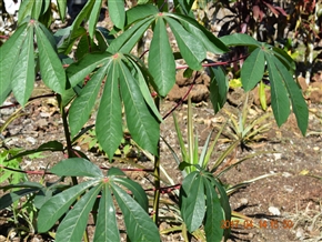 �G�N�A�h���A�ԓ��̍��̖�؁A�����̑�