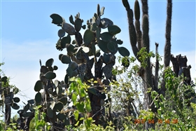 �K���p�S�X�����@�o���g�����@�`�@�T���^�@�N���X��