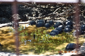 �K���p�S�X�����@�o���g�����@�`�@�T���^�@�N���X��