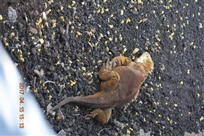 �K���p�S�X�����@�o���g�����@�`�@�T���^�@�N���X��