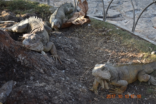 グアヤキール (Guayaquil) - エクアドル最大の港湾都市
